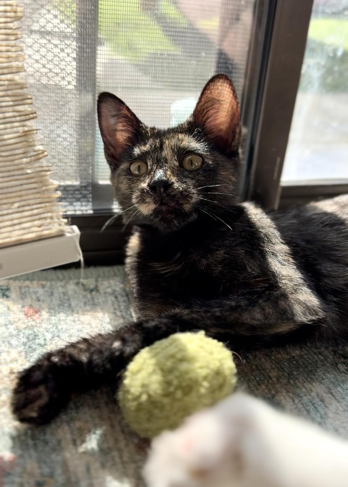 Meadow, a Adoptable Tortoiseshell in Garden Grove, CA image 2/6