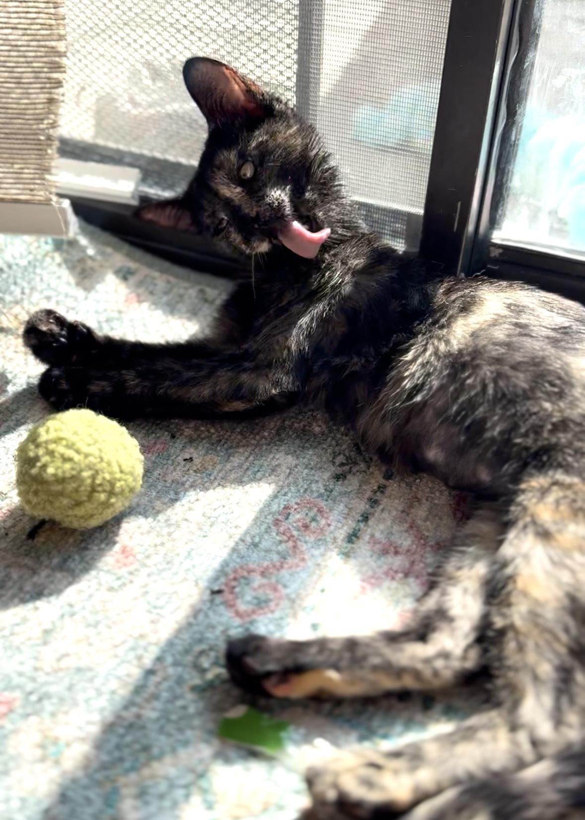 Meadow, a Adoptable Tortoiseshell in Garden Grove, CA image 6/6