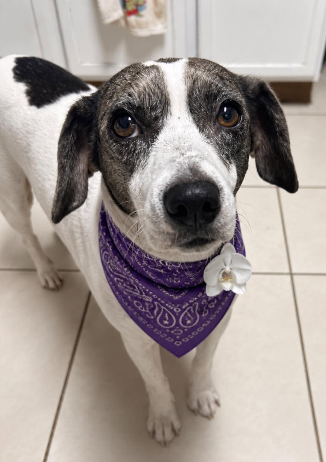 ZOE, a Adoptable mixed breed in Boston, MA image 2/4