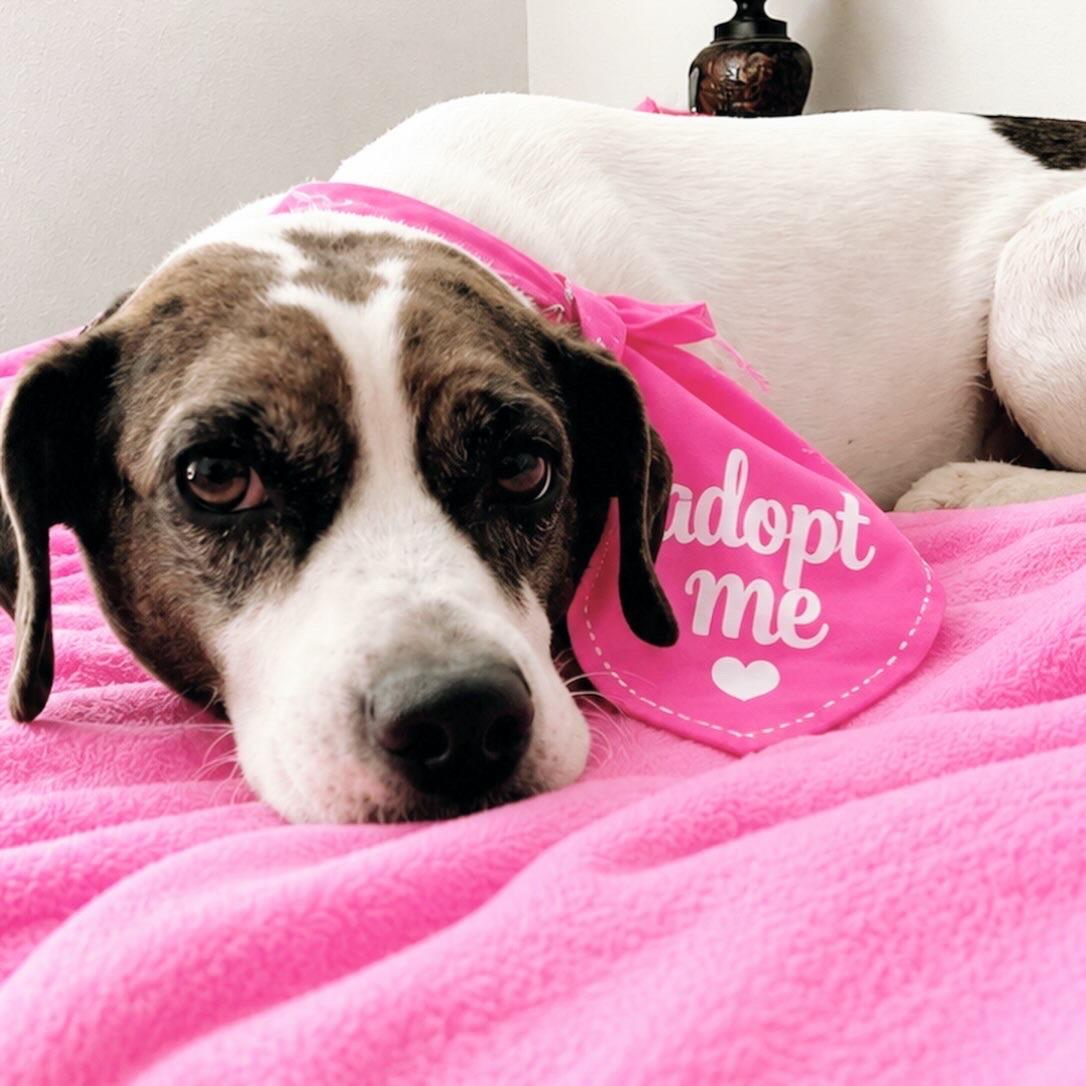 Enlarge ZOE, a Adoptable mixed breed in Boston, MA image 5/5