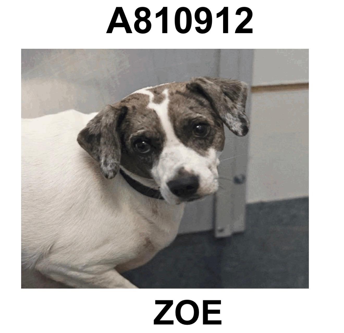 ZOE, a Adoptable mixed breed in Boston, MA image 4/4