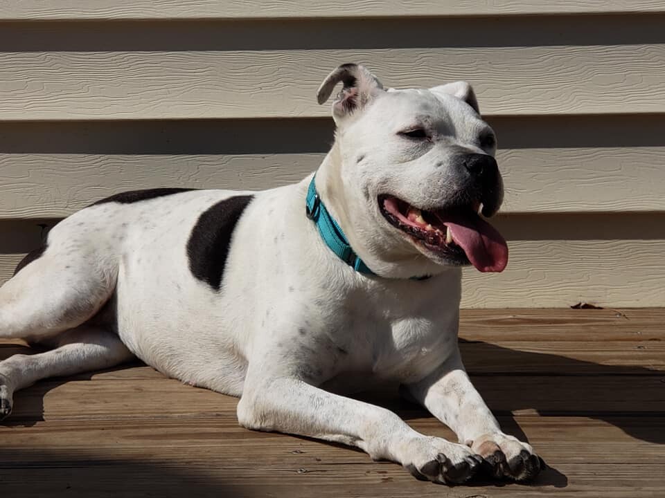 Enlarge Margo, a Adoptable Pit Bull Terrier in Roachdale, IN image 1/11