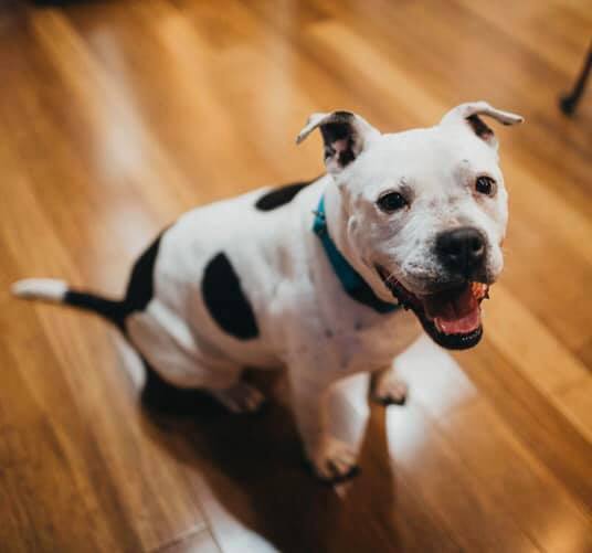 Enlarge Margo, a Adoptable Pit Bull Terrier in Roachdale, IN image 2/11