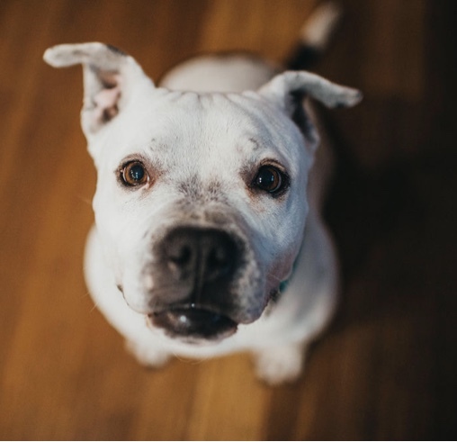 Enlarge Margo, a Adoptable Pit Bull Terrier in Roachdale, IN image 3/11