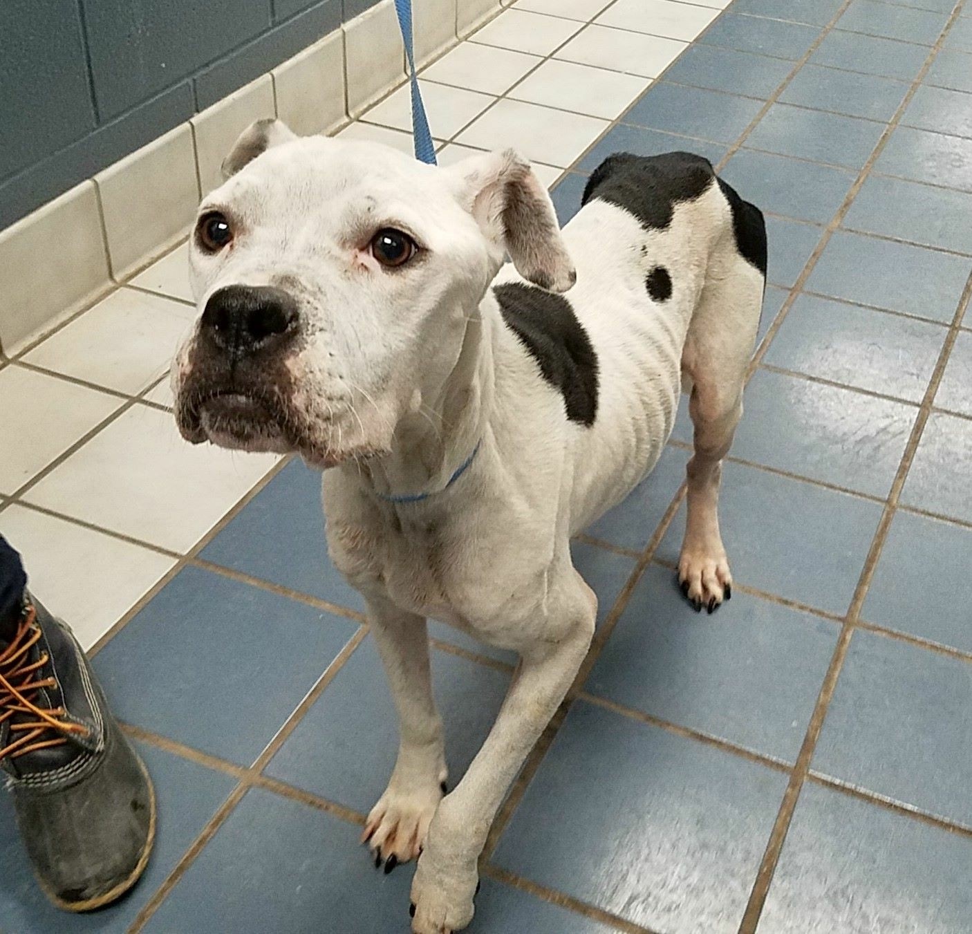 Enlarge Margo, a Adoptable Pit Bull Terrier in Roachdale, IN image 4/11