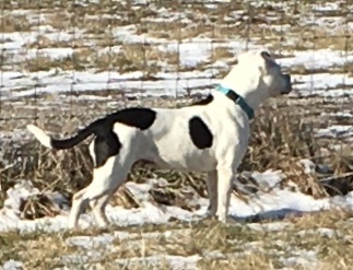 Enlarge Margo, a Adoptable Pit Bull Terrier in Roachdale, IN image 5/11