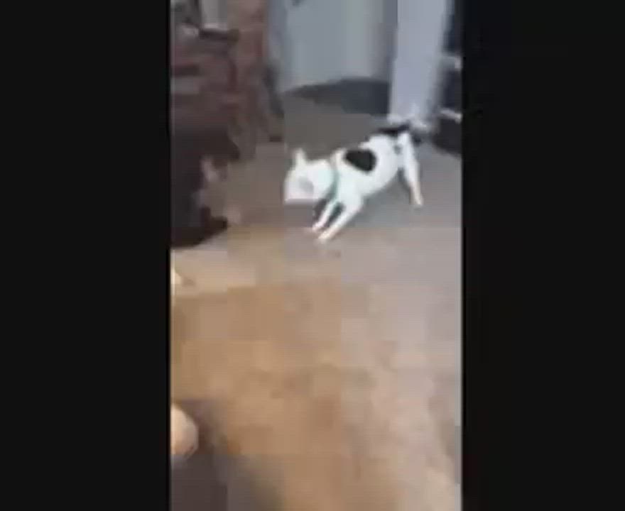 Enlarge Margo, a Adoptable Pit Bull Terrier in Roachdale, IN video 11/11