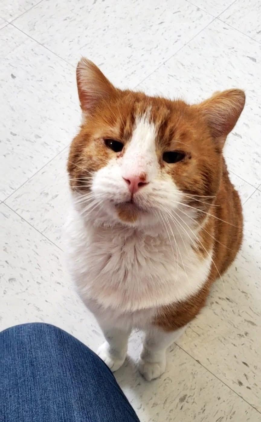 Bing, an adopted Domestic Short Hair in Hutchinson, MN image 1/4