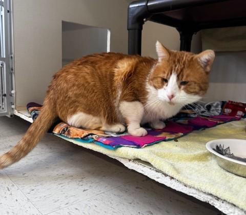 Bing, an adopted Domestic Short Hair in Hutchinson, MN image 2/4