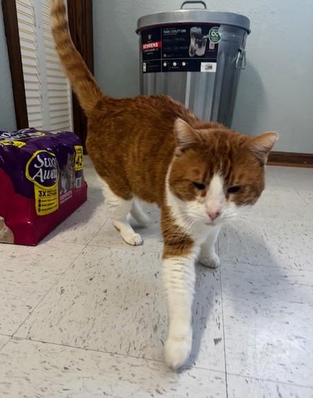 Bing, an adopted Domestic Short Hair in Hutchinson, MN image 3/4