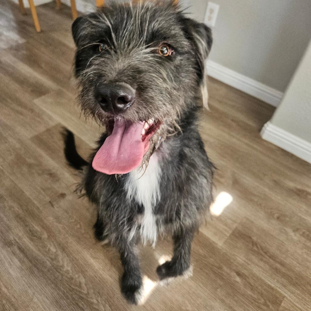 Opal, Adoptable, Young Female Irish Wolfhound.