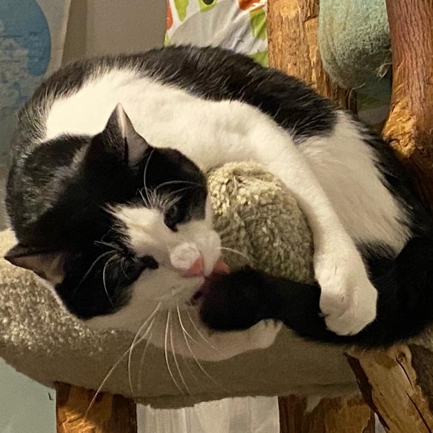 Enlarge Frosty, a Adoptable Domestic Short Hair in Philadelphia, PA image 1/3