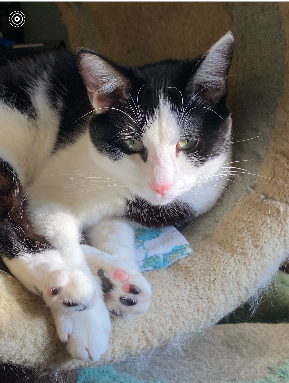 Frosty, Adoptable, Young Female Domestic Short Hair.