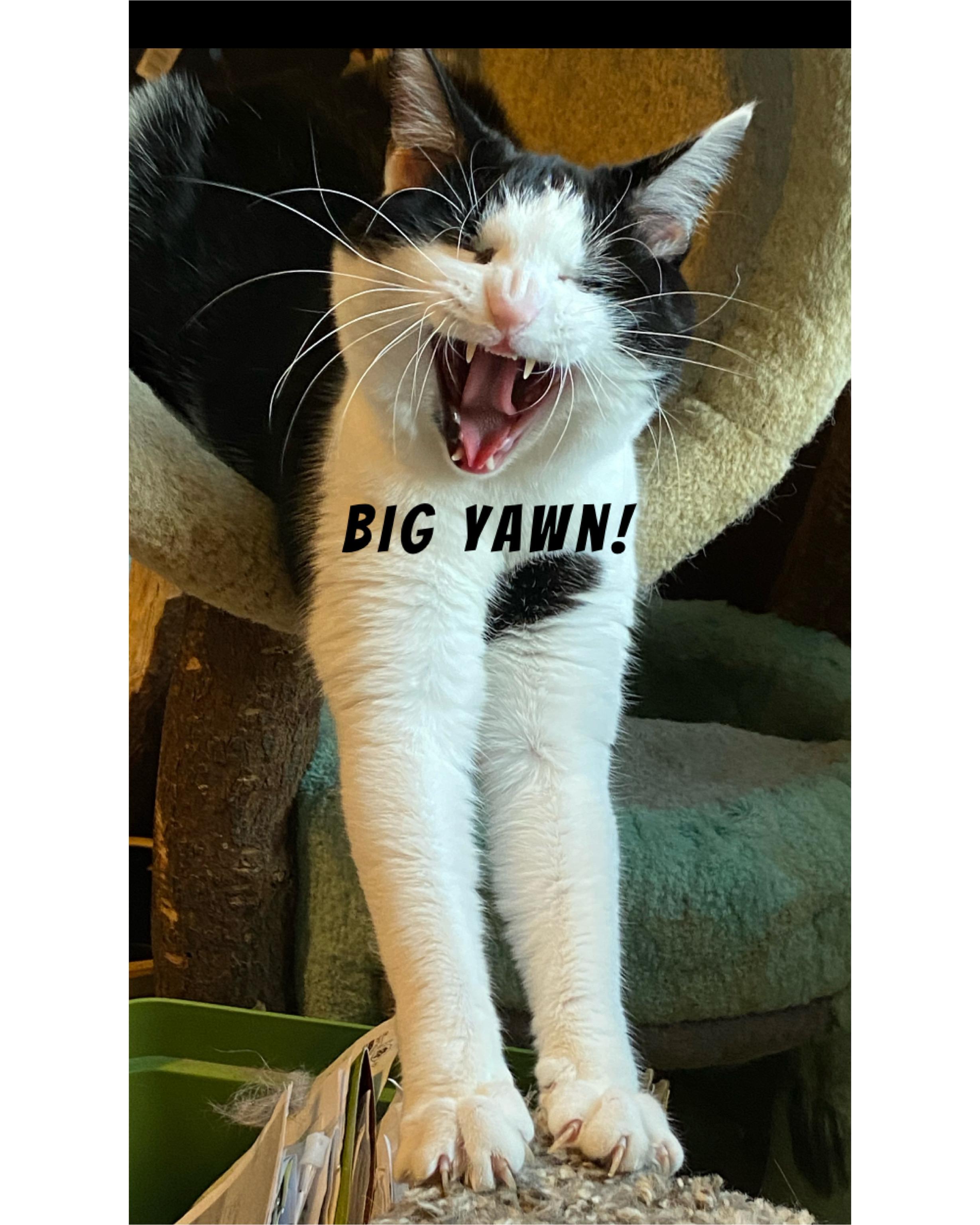 Enlarge Frosty, a Adoptable Domestic Short Hair in Philadelphia, PA image 3/3