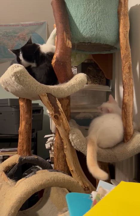 Enlarge Frosty, a Adoptable Domestic Short Hair in Philadelphia, PA video 4/4
