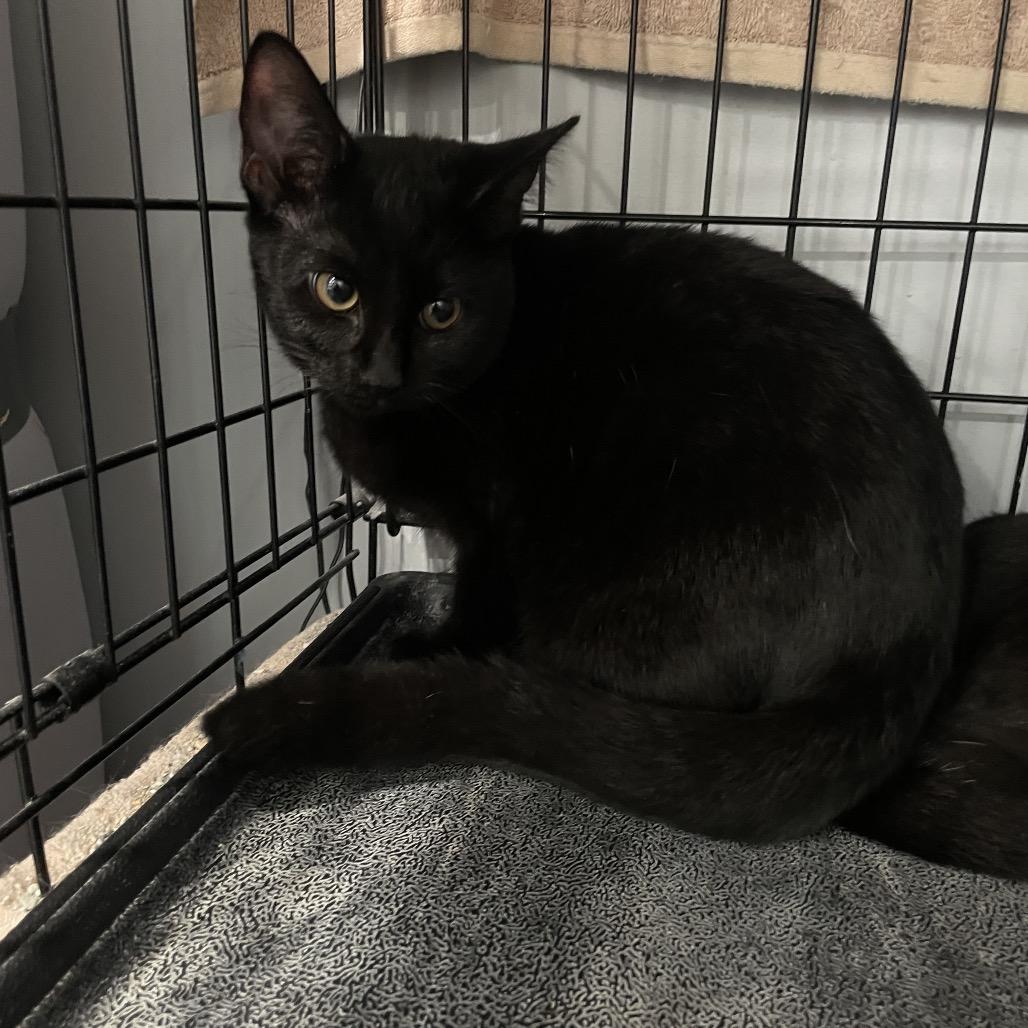 Enlarge Cera, a Adoptable Domestic Short Hair in Fairmont, WV image 1/3