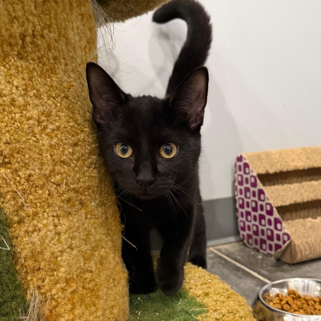 Enlarge Cera, a Adoptable Domestic Short Hair in Fairmont, WV image 2/3