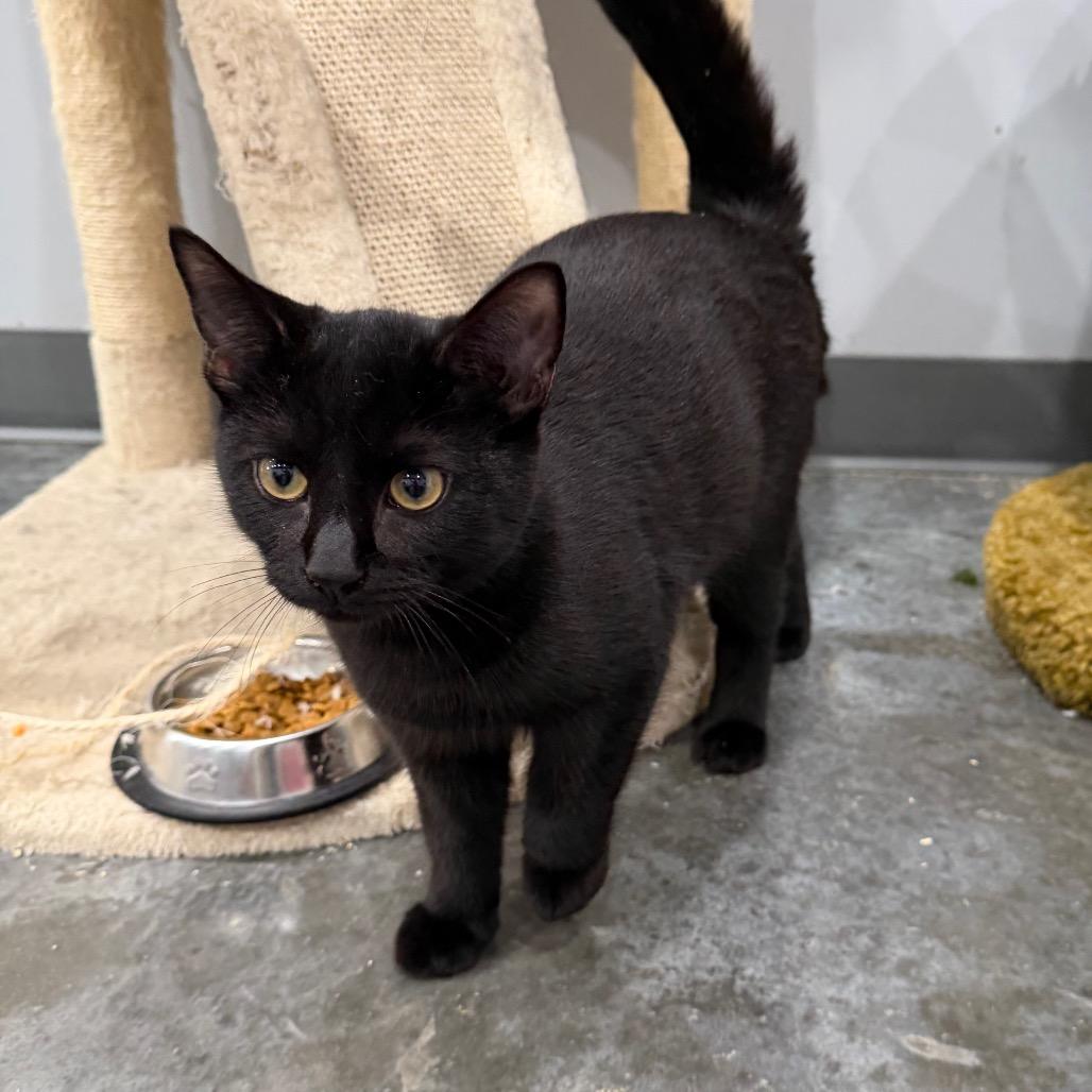 Enlarge Cera, a Adoptable Domestic Short Hair in Fairmont, WV image 3/3