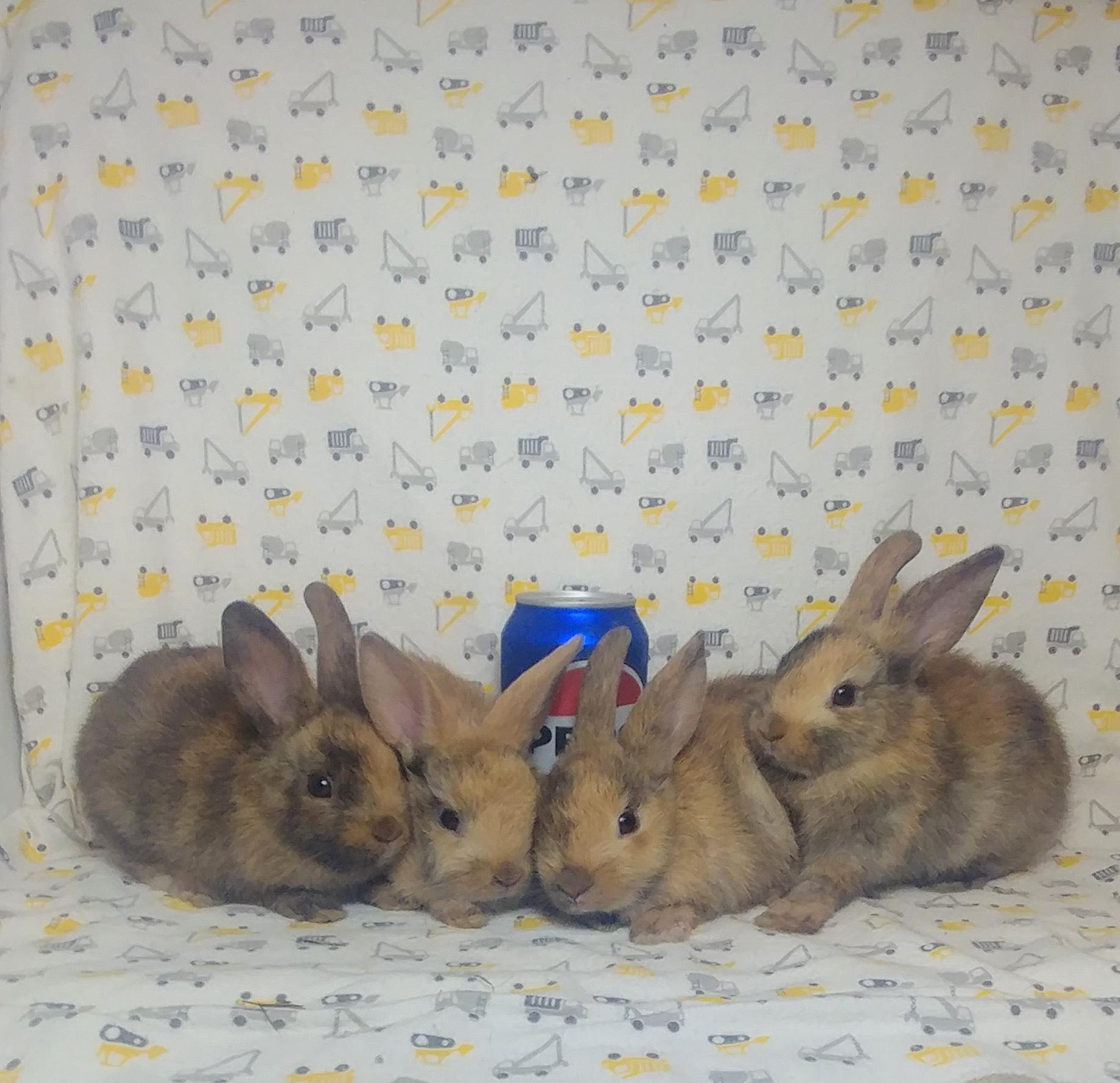 Four Baby Harlequins, Baby Female unknown