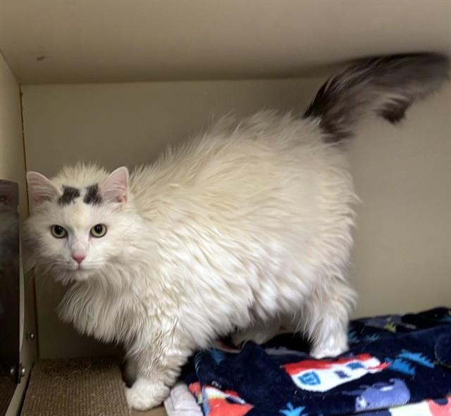 Enlarge SAMMIE, a Adoptable Domestic Short Hair in Dedham, MA image 1/1