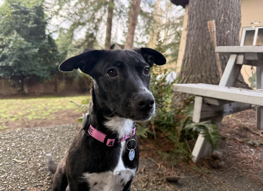 Firoja MV14142-T LOCAL Adoption Event in Marysville 2/20 and 2/21, a Adoptable mixed breed in Marysville, WA image 5/6