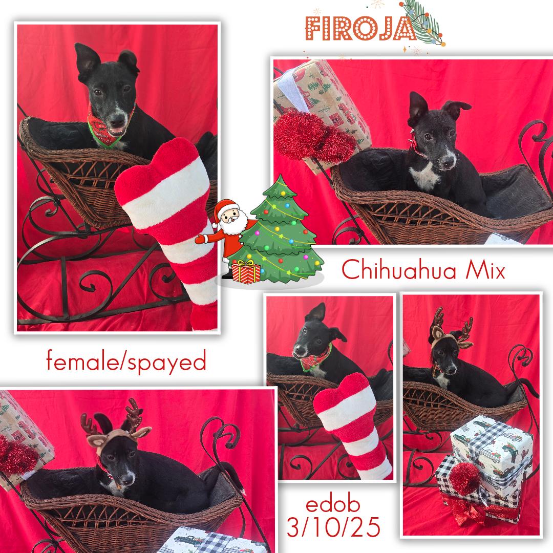 Firoja MV14142-T LOCAL Adoption Event in Marysville 2/20 and 2/21, a Adoptable mixed breed in Marysville, WA image 2/6