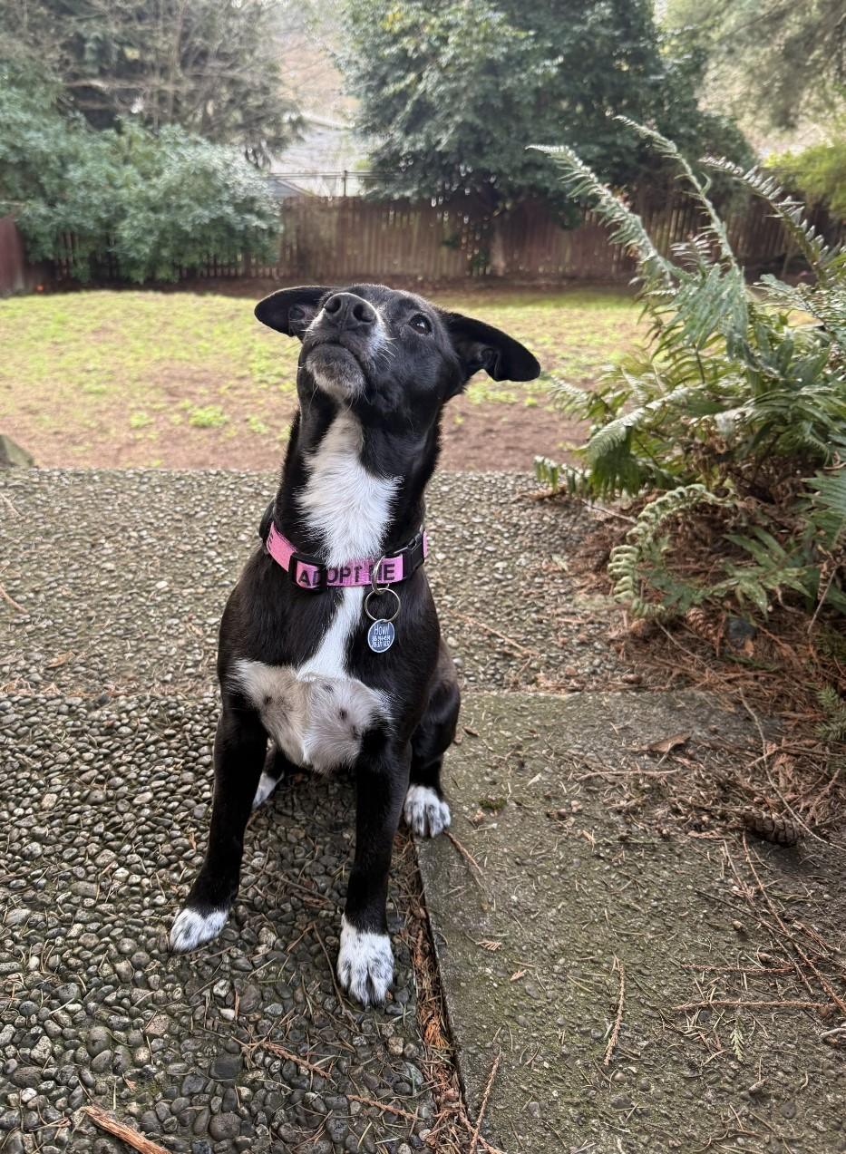 Firoja MV14142-T LOCAL Adoption Event in Marysville 2/20 and 2/21, a Adoptable mixed breed in Marysville, WA image 4/6