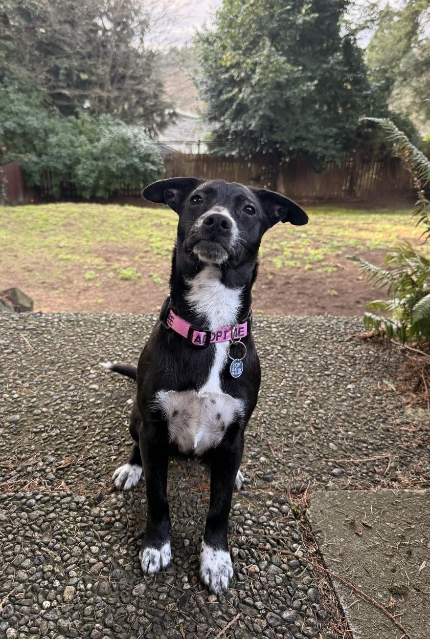 Firoja MV14142-T LOCAL Adoption Event in Marysville 2/20 and 2/21, a Adoptable mixed breed in Marysville, WA image 6/6