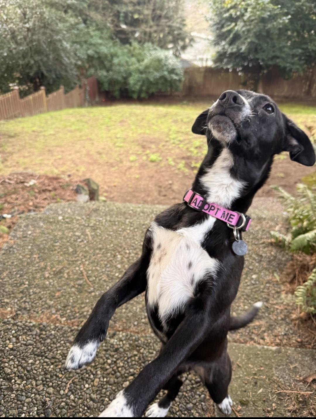 Firoja MV14142-T LOCAL Adoption Event in Marysville 2/20 and 2/21, a Adoptable mixed breed in Marysville, WA image 1/6