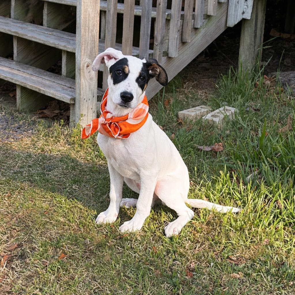 Enlarge Jess, an adopted mixed breed in Little Rock, AR image 1/6