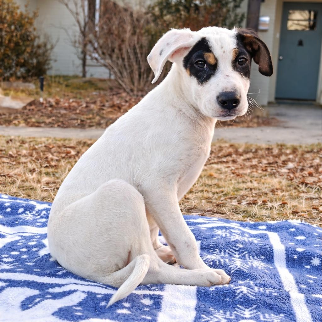 Enlarge Jess, an adopted mixed breed in Little Rock, AR image 4/6