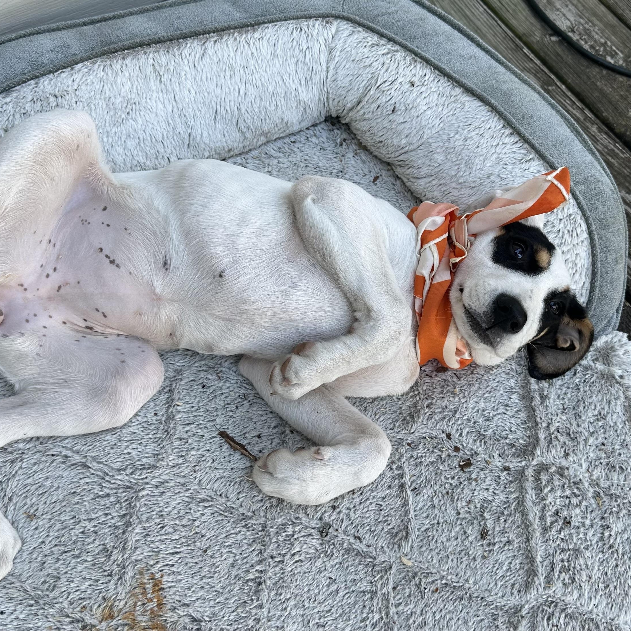 Enlarge Jess, an adopted mixed breed in Little Rock, AR image 3/6