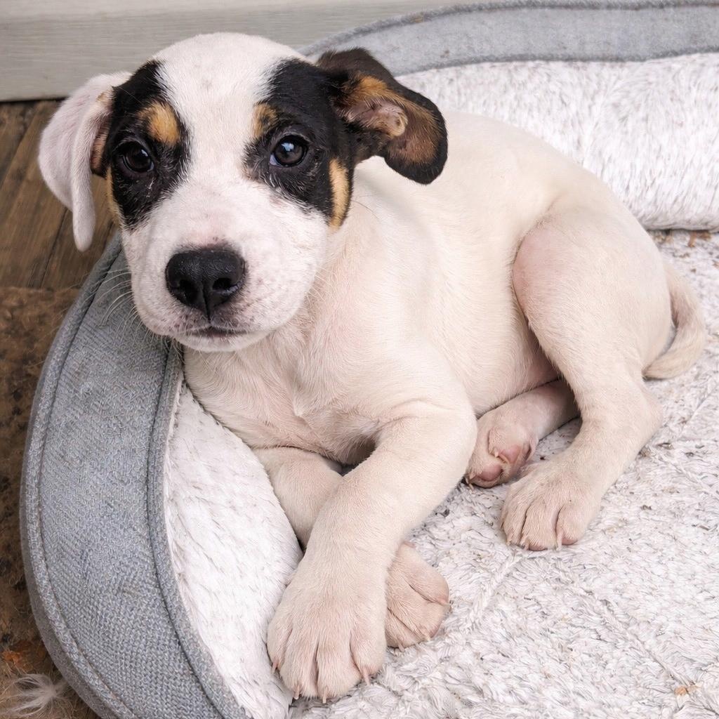 Enlarge Jess, an adopted mixed breed in Little Rock, AR image 5/6