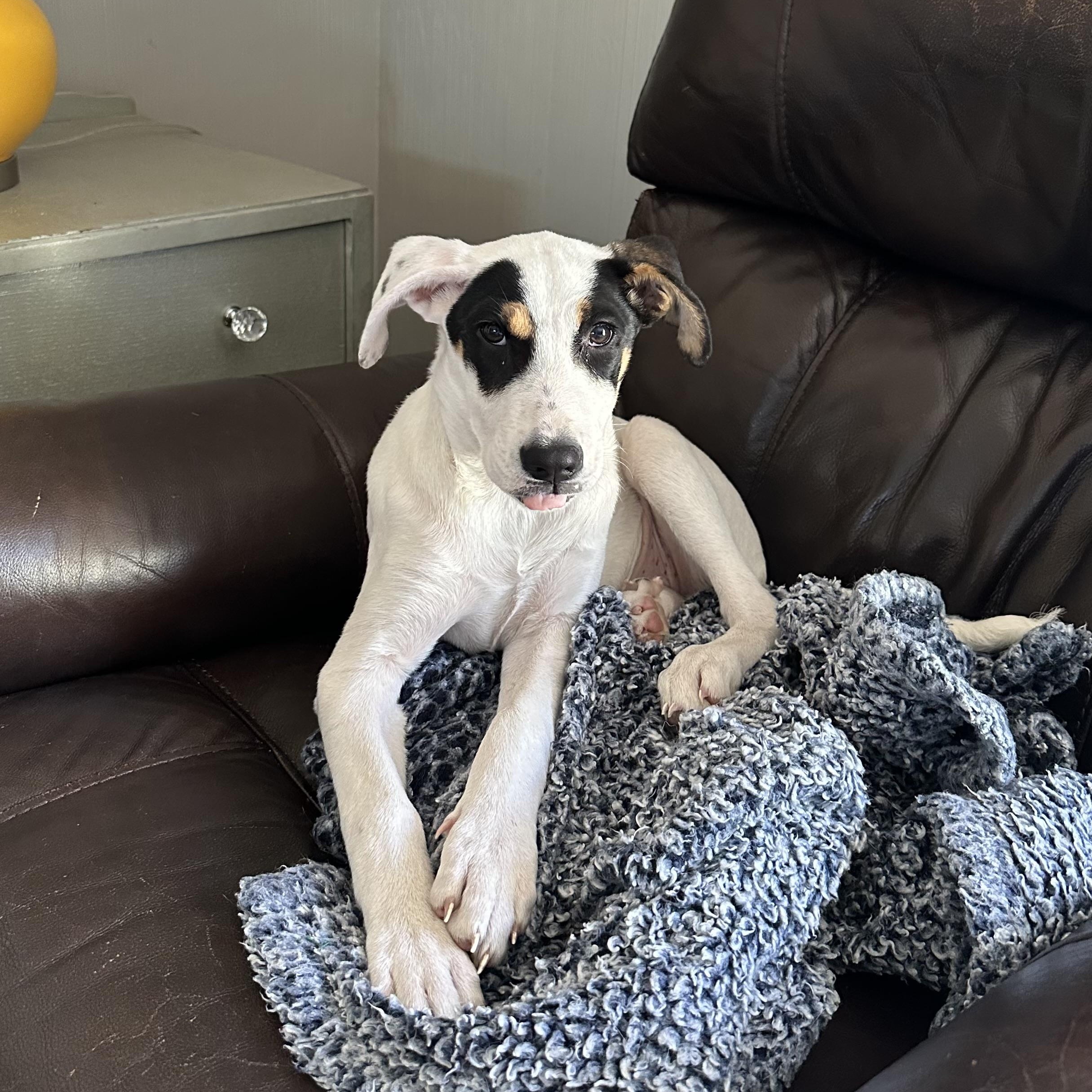 Enlarge Jess, an adopted mixed breed in Little Rock, AR image 2/6