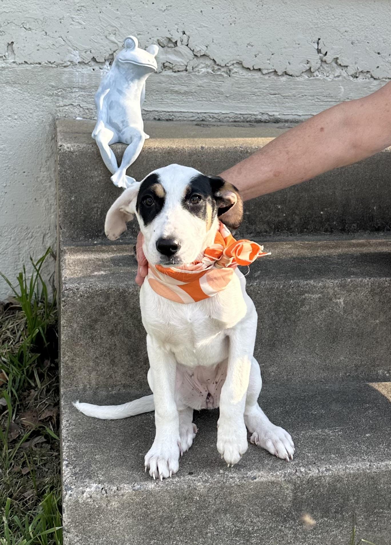 Enlarge Jess, an adopted mixed breed in Little Rock, AR image 6/6