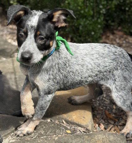 Mayhem, Adoptable, Young Female Australian Cattle Dog / Blue Heeler.