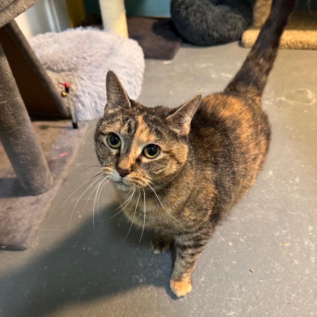 Enlarge Mocha, a Adoptable Domestic Short Hair in La Grange, KY image 1/6