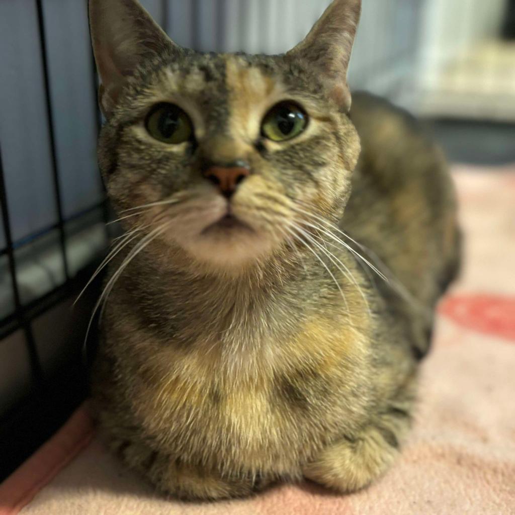 Mocha, Adoptable, Adult Female Domestic Short Hair.