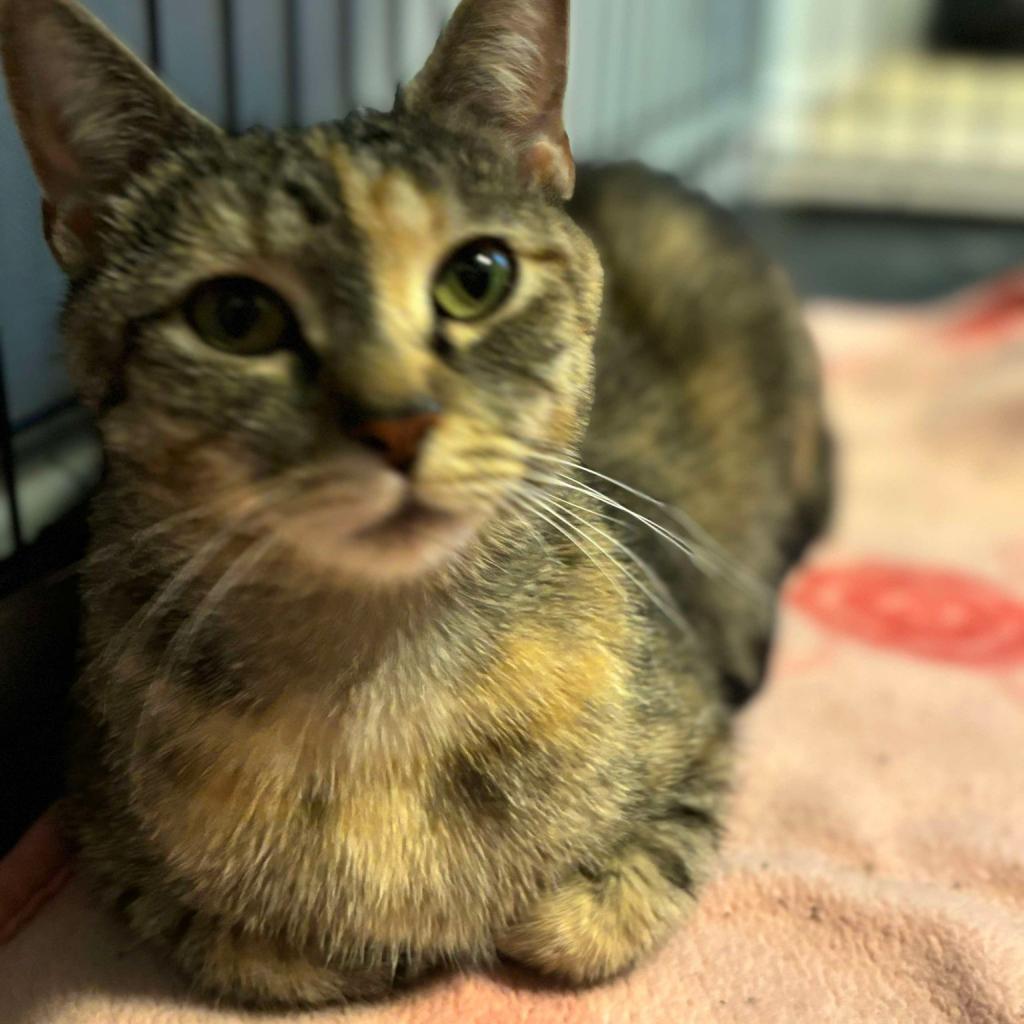 Enlarge Mocha, a Adoptable Domestic Short Hair in La Grange, KY image 4/6