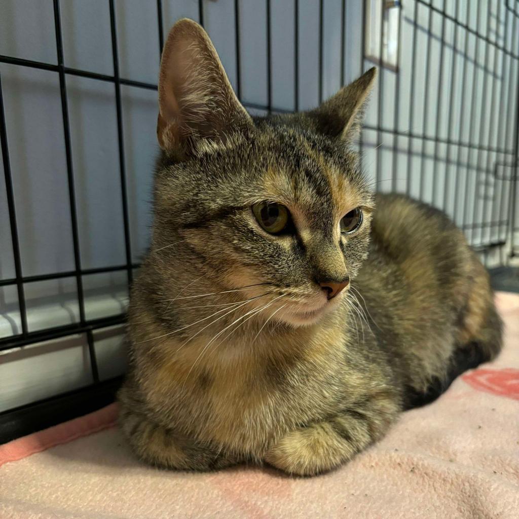 Enlarge Mocha, a Adoptable Domestic Short Hair in La Grange, KY image 5/6