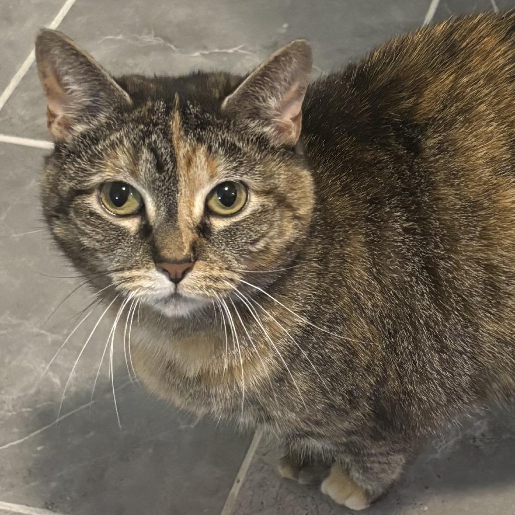 Enlarge Mocha, a Adoptable Domestic Short Hair in La Grange, KY image 6/6