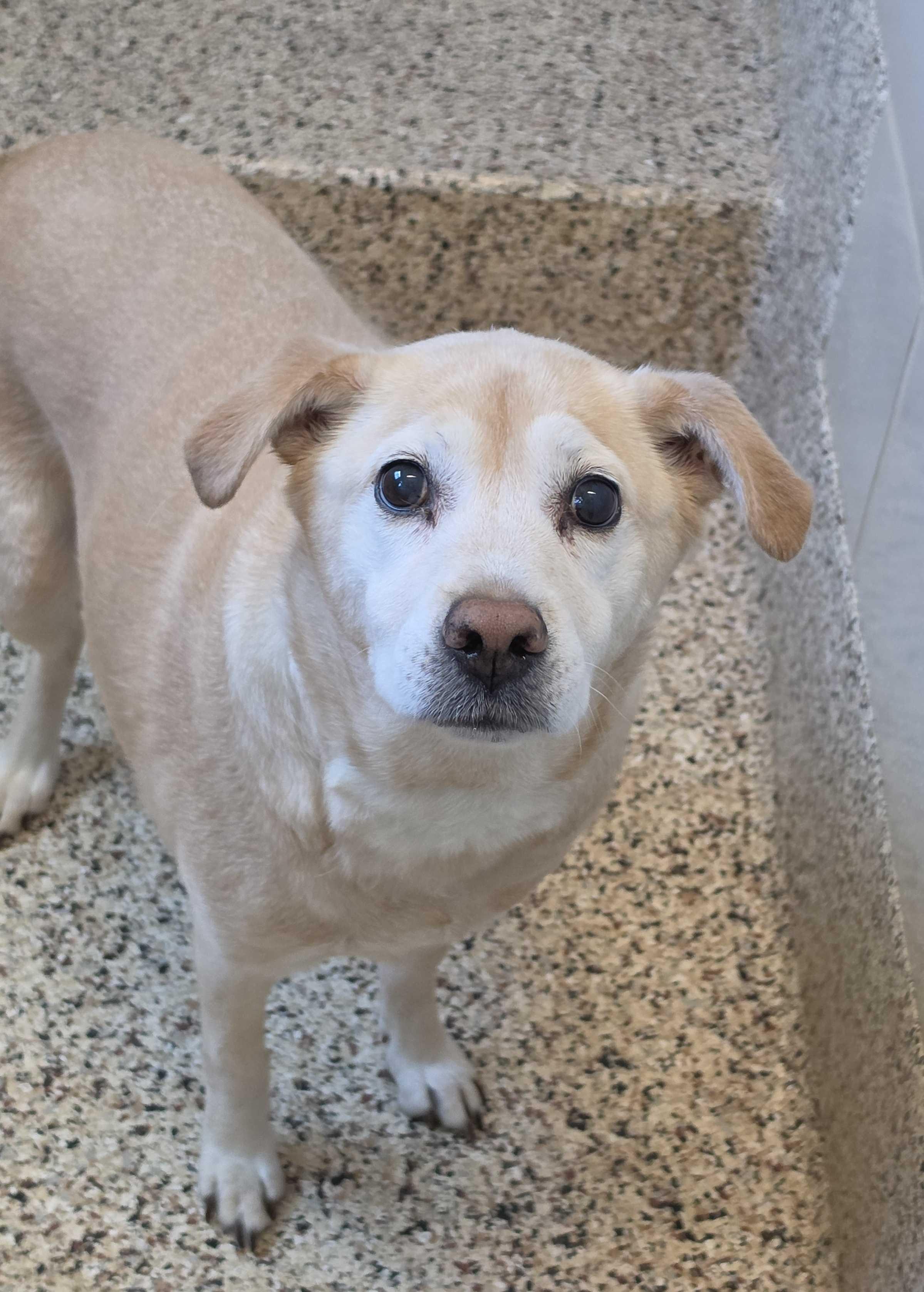 Enlarge Zoe 62777, a ADOPTABLE mixed breed in Aiken, SC image 2/2