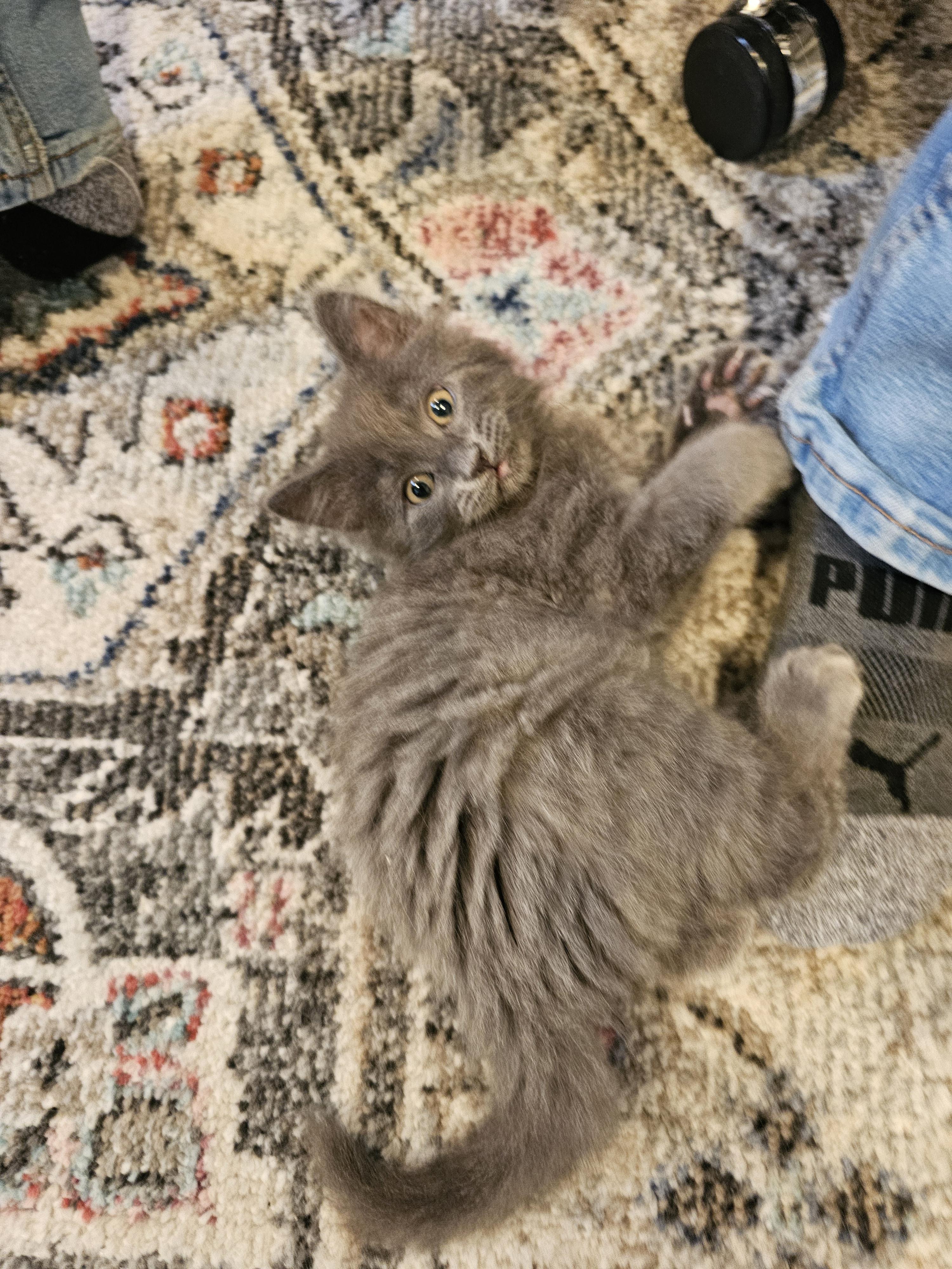 True, a Adoptable mixed breed in Omaha, NE image 5/5