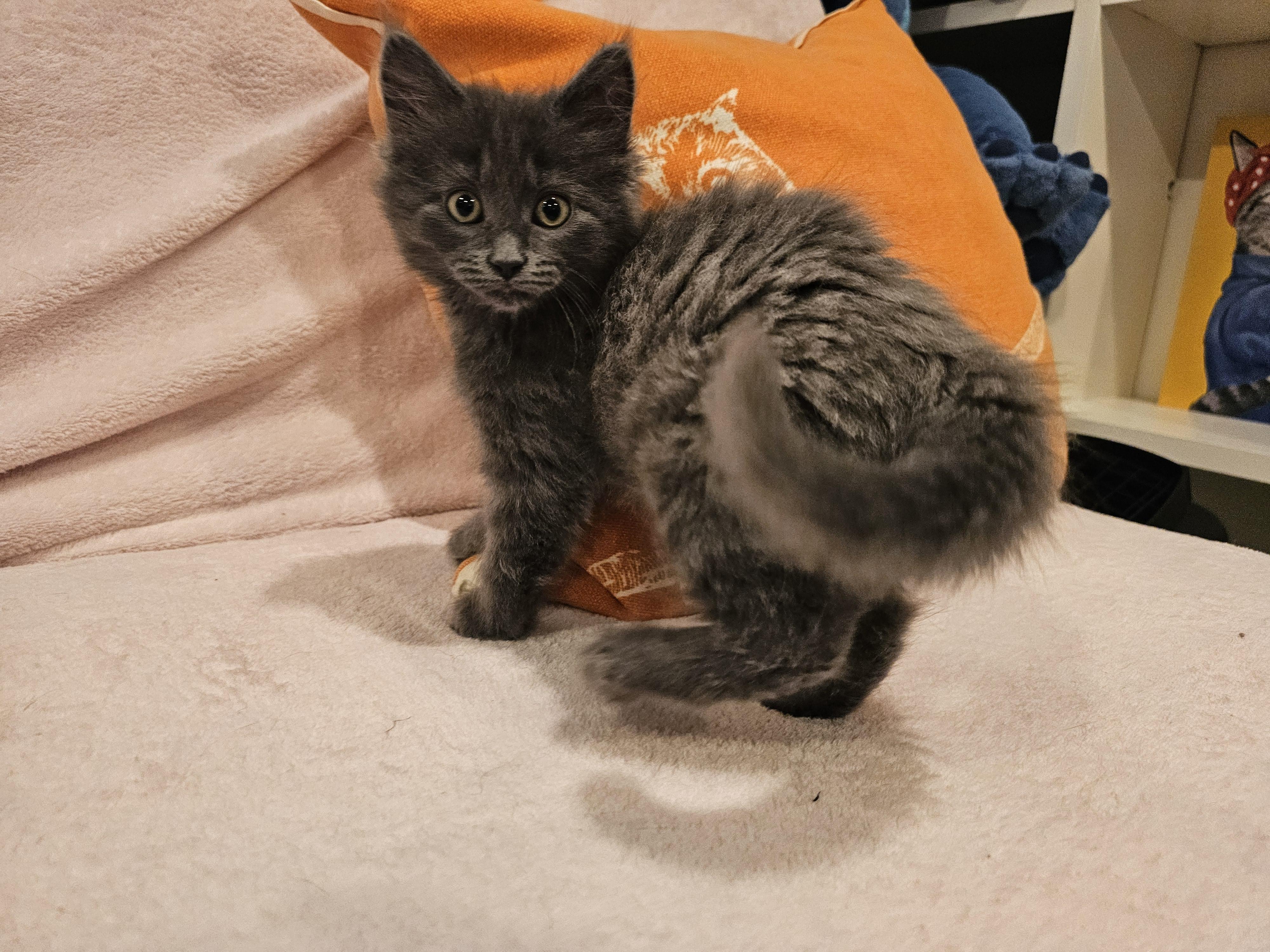 True, a Adoptable mixed breed in Omaha, NE image 2/5