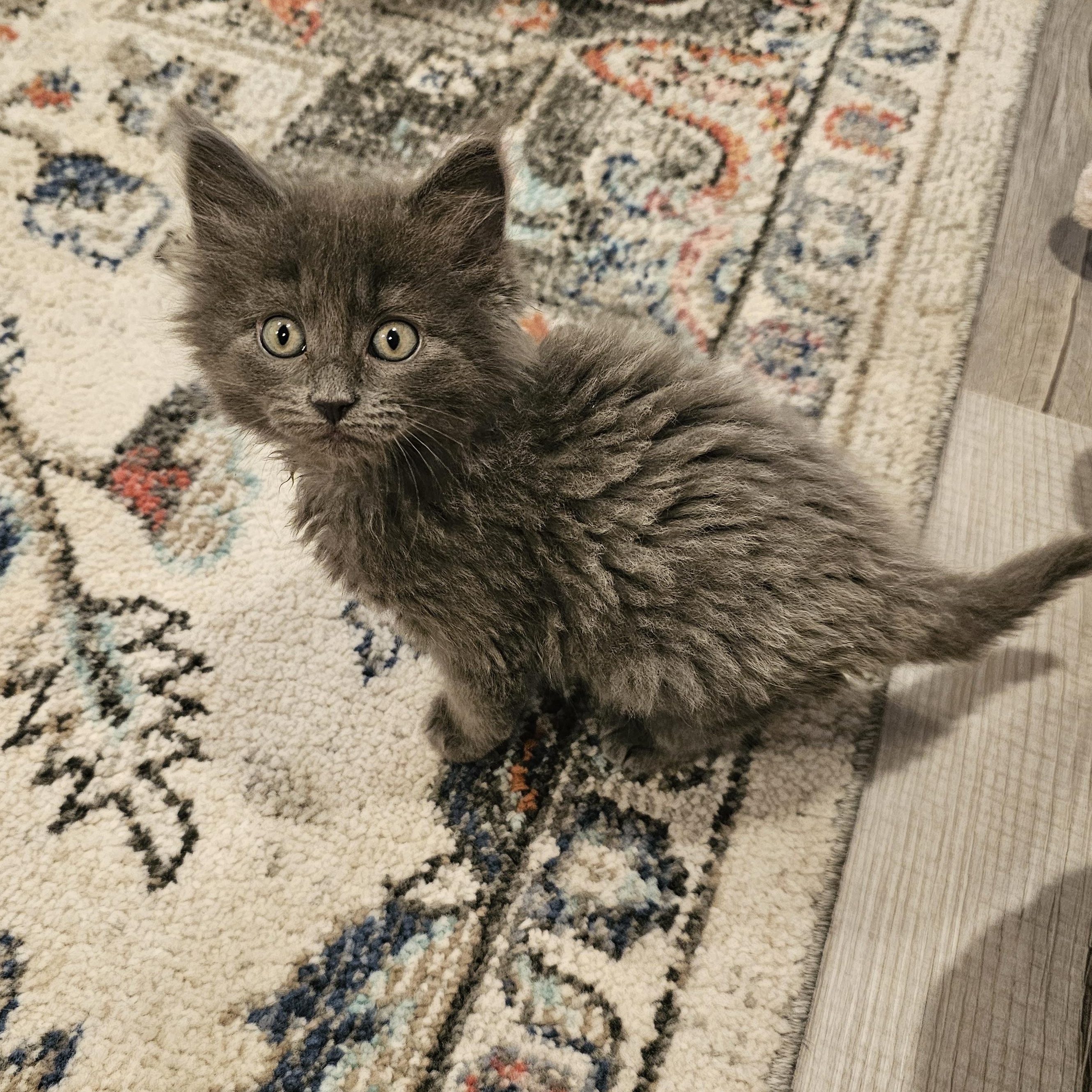 True, Adoptable, Kitten Female Domestic Long Hair & Tabby.