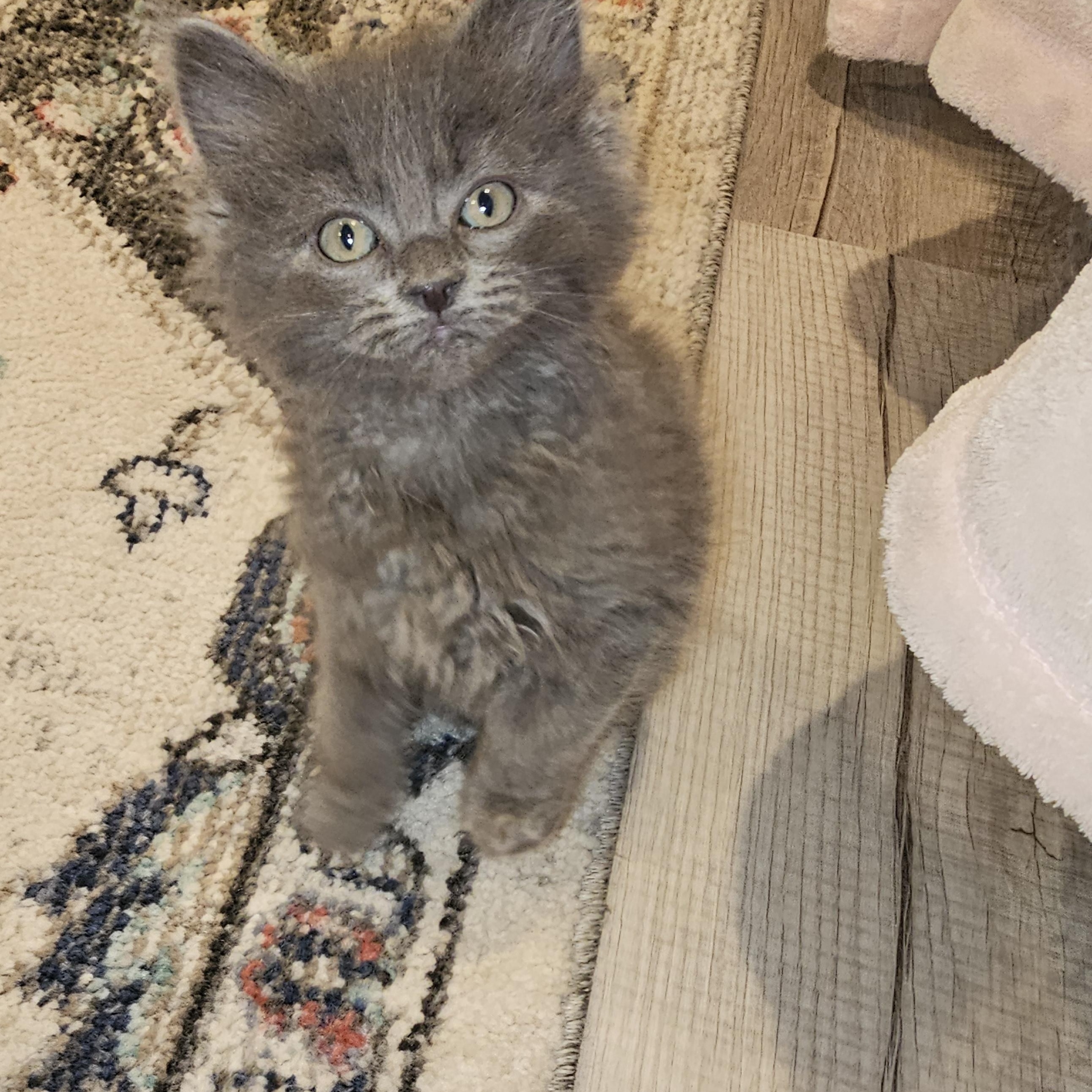 True, a Adoptable mixed breed in Omaha, NE image 3/5