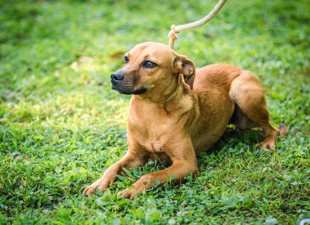 Felicity, a Adoptable mixed breed in Murphysboro, IL image 1/6