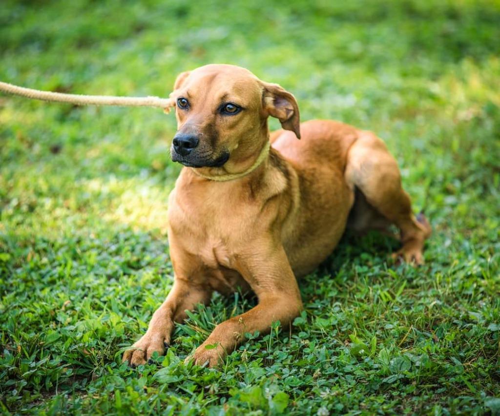 Felicity, a Adoptable mixed breed in Murphysboro, IL image 2/6