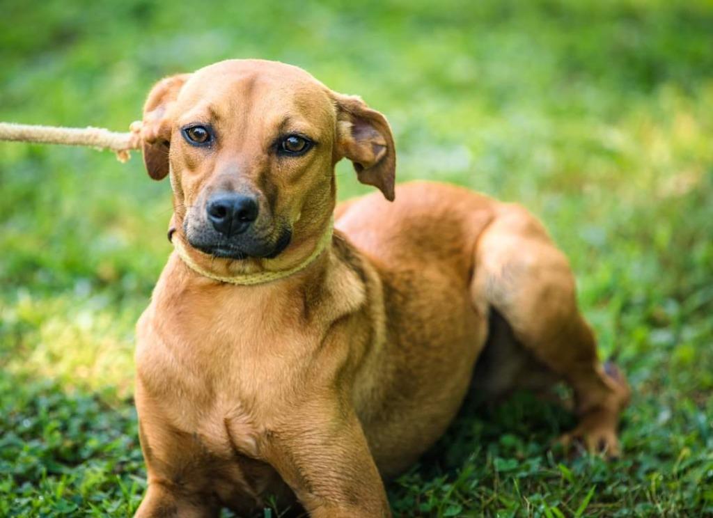 Felicity, a Adoptable mixed breed in Murphysboro, IL image 3/6