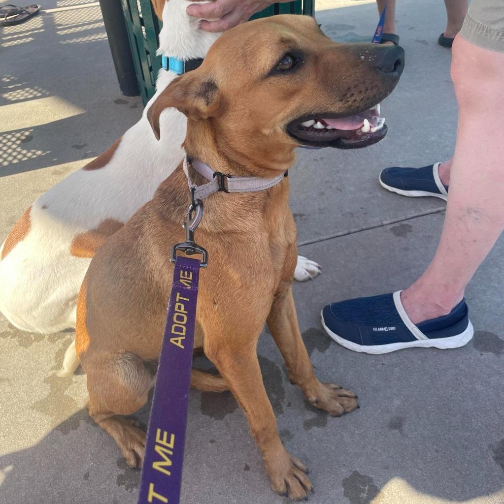 Felicity, a Adoptable mixed breed in Murphysboro, IL image 4/6